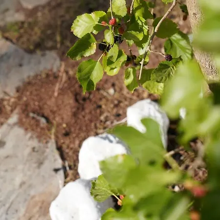 Kadir's Family House * Olympos