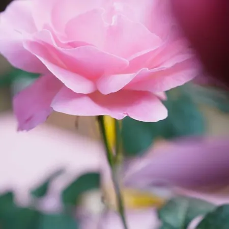 Kadir's Family House Lodge