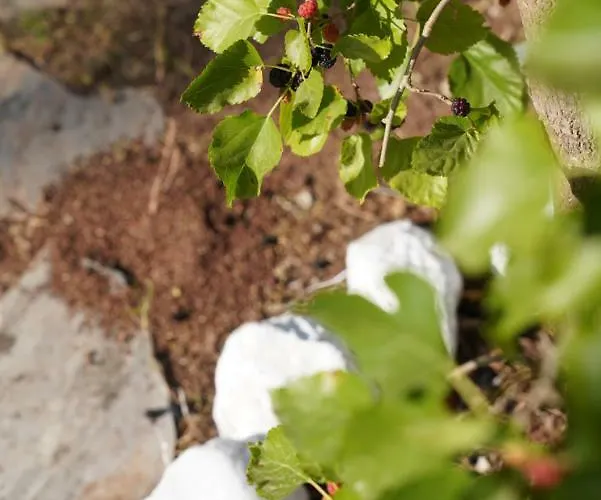 Kadir's Family House * Olympos